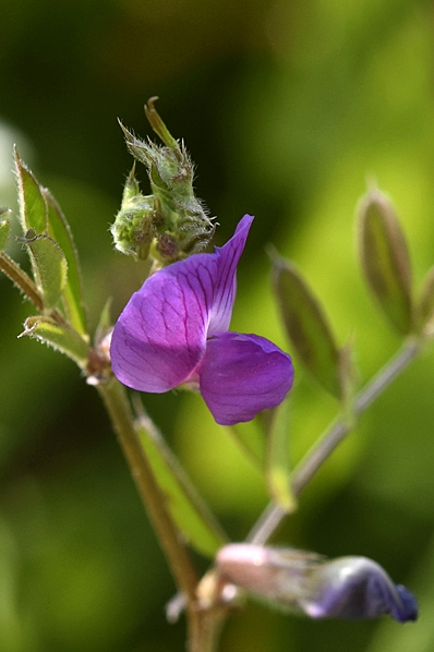 Liten sommarvicker, Vicia sativa ssp. nigra