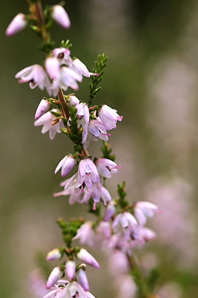 Ljung, Calluna vulgaris