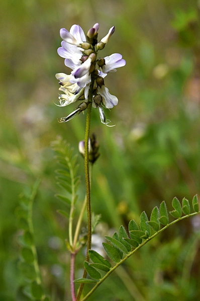 Ljus fjällveden, Astragalus alpinus ssp. alpinus, vedel