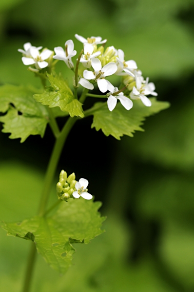 Löktrav, Alliaria petiolata
