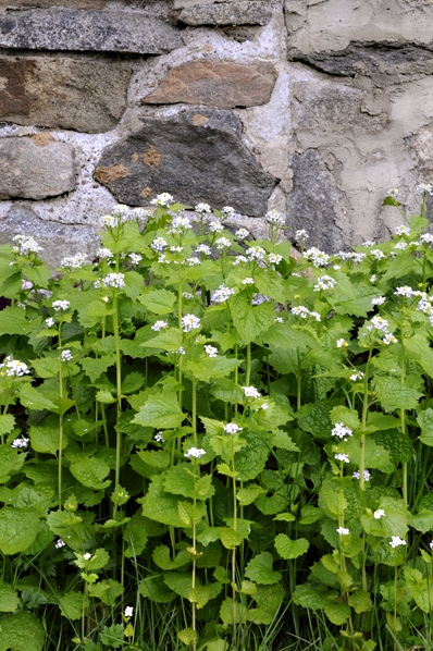 Löktrav, Alliaria petiolata