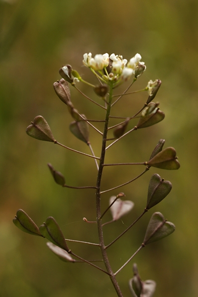 Lomme, Capsella bursa-pastoris