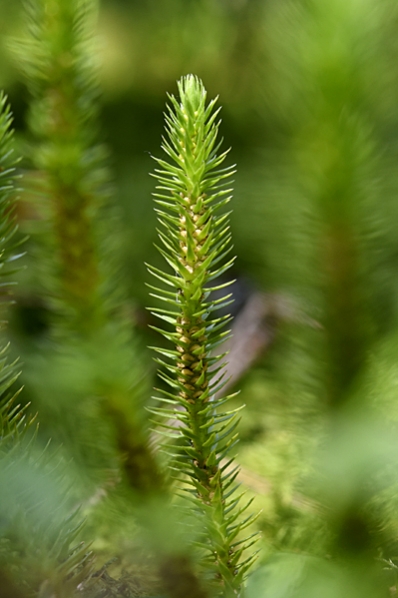 Lopplummer, Huperzia selago