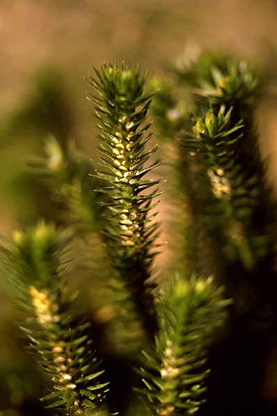 Lopplummer, Huperzia selago
