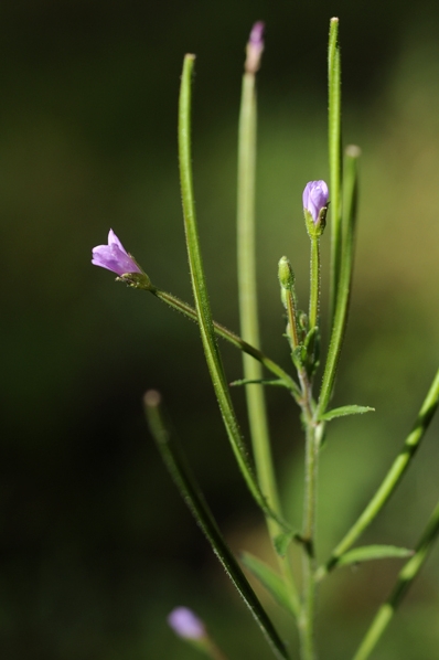 Luddunört, Epilobium parviflorum