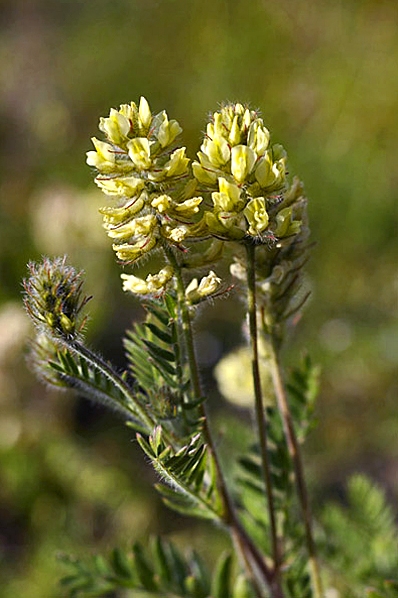 Luddvedel, Oxytropis pilosa