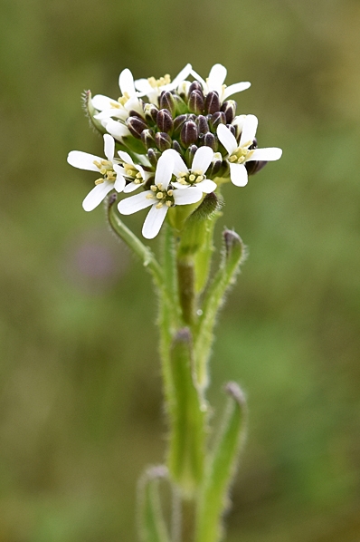 Lundtrav, Arabis hirsuta