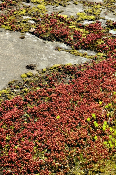 Lydisk fetknopp, Sedum lydium