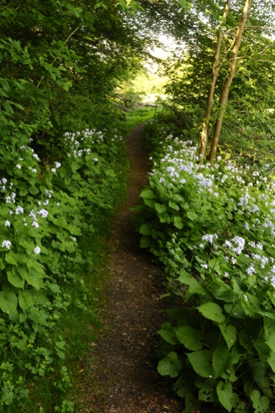 Månviol, Lunaria rediviva