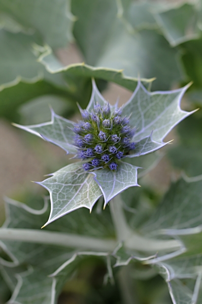 Martorn, Eryngium maritimum