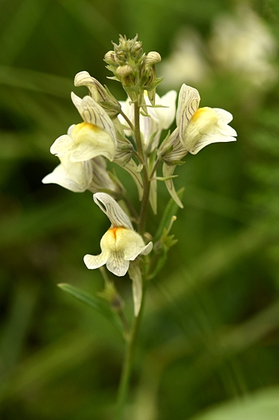 Mellansporre, Linaria repens x vulgaris