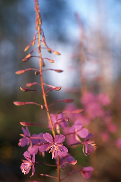 Mjölke, Mjölkört, rallarros, Chamerion angustifolium, epilobium, Chamaenerion angustifolium