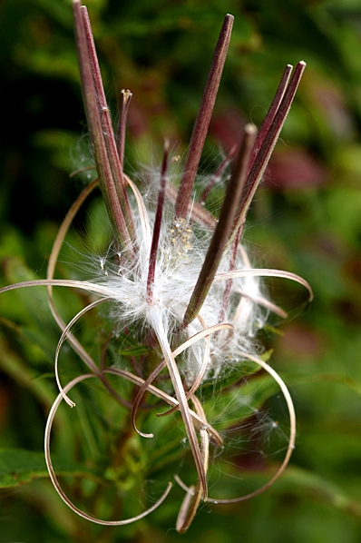 Mjölke, Chamaenerion angustifolium, Epilobium angustifolium, Chamerion, mjölkört, rallarros