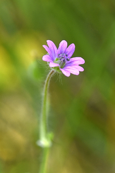Mjuknäva, Geranium molle
