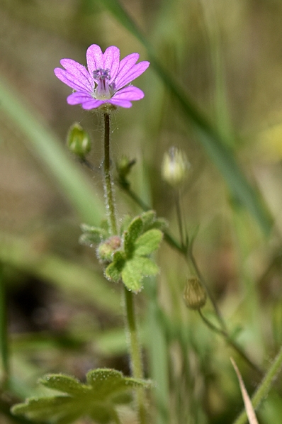Mjuknäva, Geranium molle