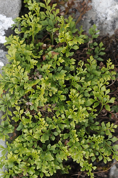 Murruta, Asplenium ruta-muraria