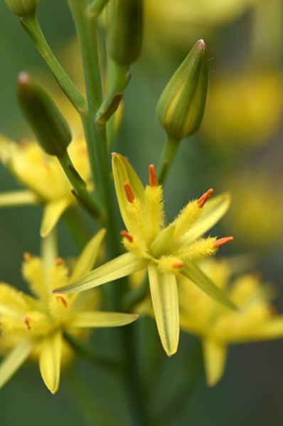 Myrlilja, Narthecium ossifragum