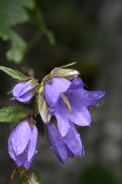 Nässelklocka, Campanula trachelium