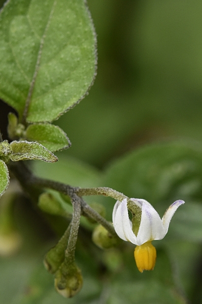 Nattskatta, Solanum nigrum