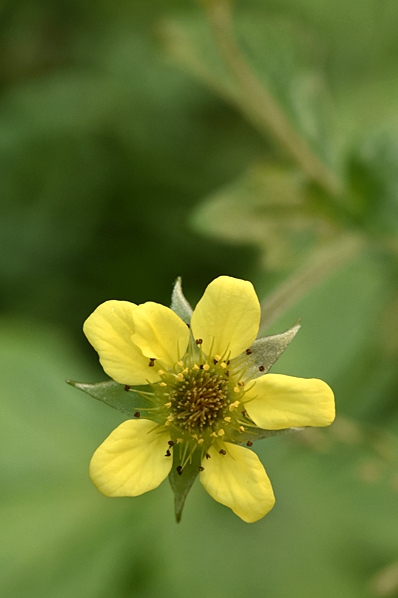 Nejlikrot, Geum urbanum