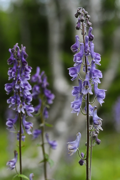 Nordisk stormhatt, Aconitum lycoctonum ssp. septentrionale