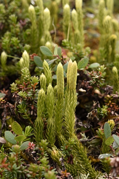 Nordlummer, Lycopodium annotinum ssp. alpestre, lummer