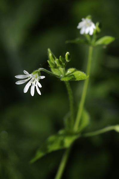 Nordlundarv, Stellaria nemorum ssp. nemorum