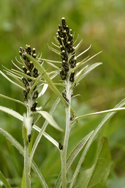 Norsknoppa, Gnaphalium norvegicum