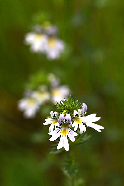 Ögontröst, Euphrasia stricta