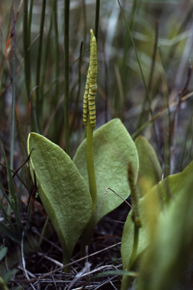 Ormtunga, Ophioglossum vulgatum