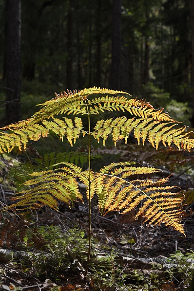 Örnbräken, Pteridium aquilinum