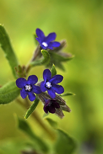 Oxtunga, Anchusa officinalis