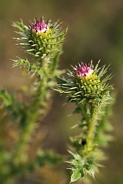 Piggtistel, Carduus acanthoides