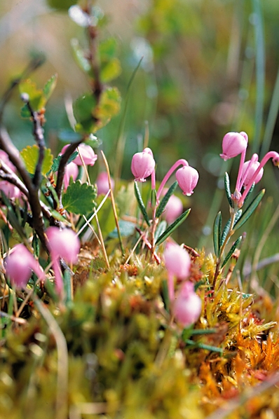 Rosling, Andromeda polifolia