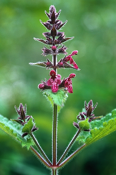Stinksyska, Stachys sylvatica