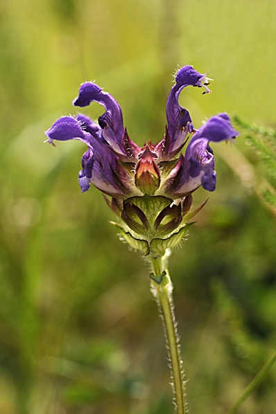 Praktbrunört, Prunella grandiflora