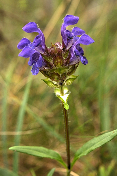 Praktbrunört, Prunella grandiflora