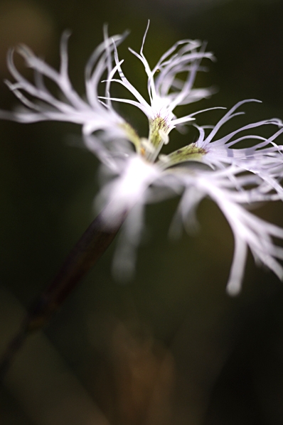 Praktnejlika, Dianthus superbus