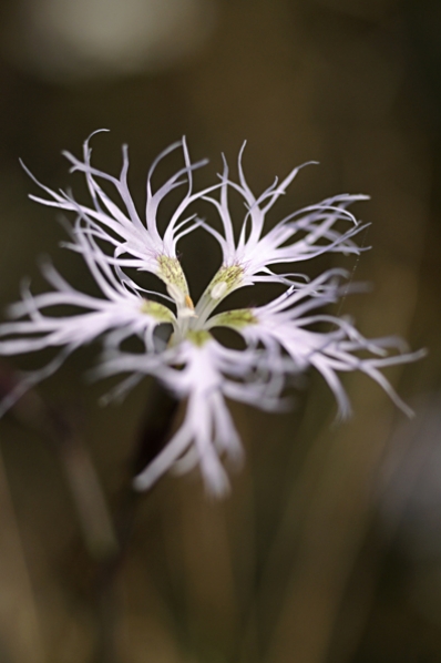Praktnejlika, Dianthus superbus