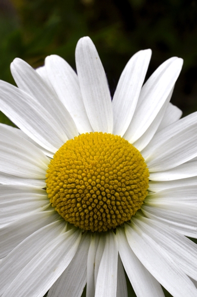 Prästkrage, Leucanthemum vulgare