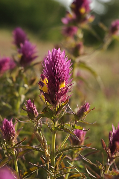 Pukvete, Melampyrum arvense
