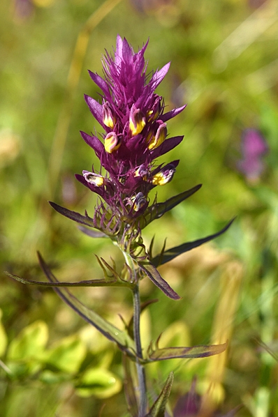 Pukvete, Melampyrum arvense