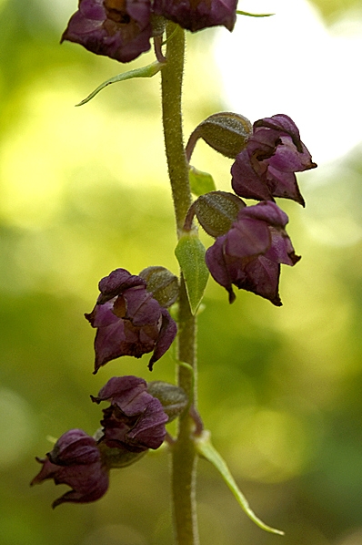Purpurknipprot, Epipactis atrorubens