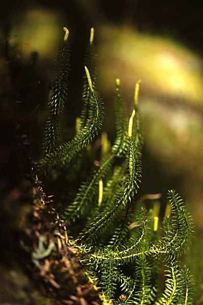 Revlummer, Lycopodium annotinum
