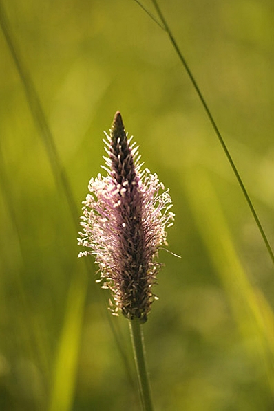 Rödkämpar, Plantago media