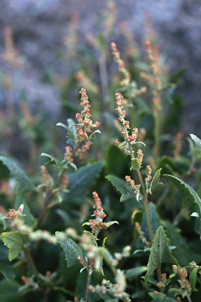Rödmålla, Chenopodium rubrum, Oxybasis rubrum