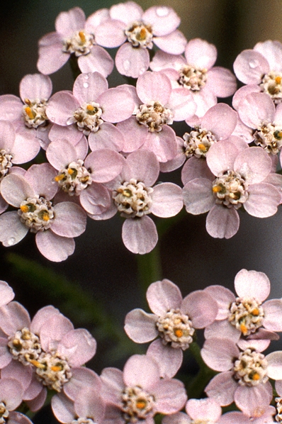 Rölleka, Achillea millefolium, röllika