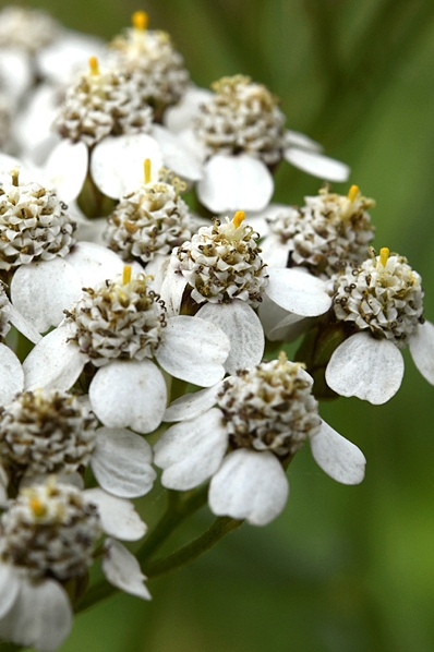 Rölleka, Achillea millefolium