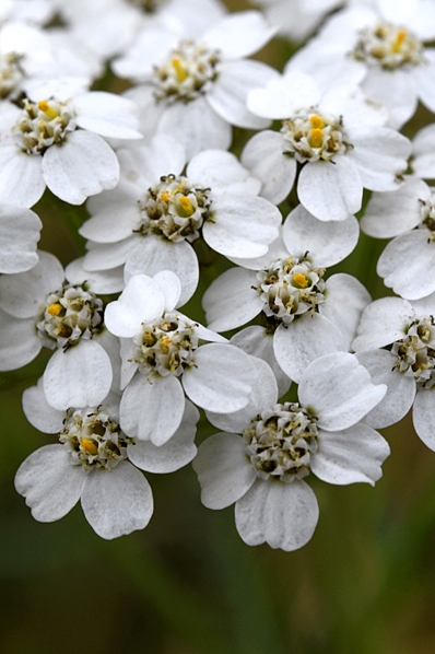 Rölleka, Achillea millefolium