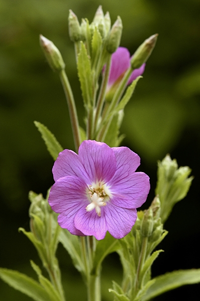 Rosendunört, Epilobium hirsutom